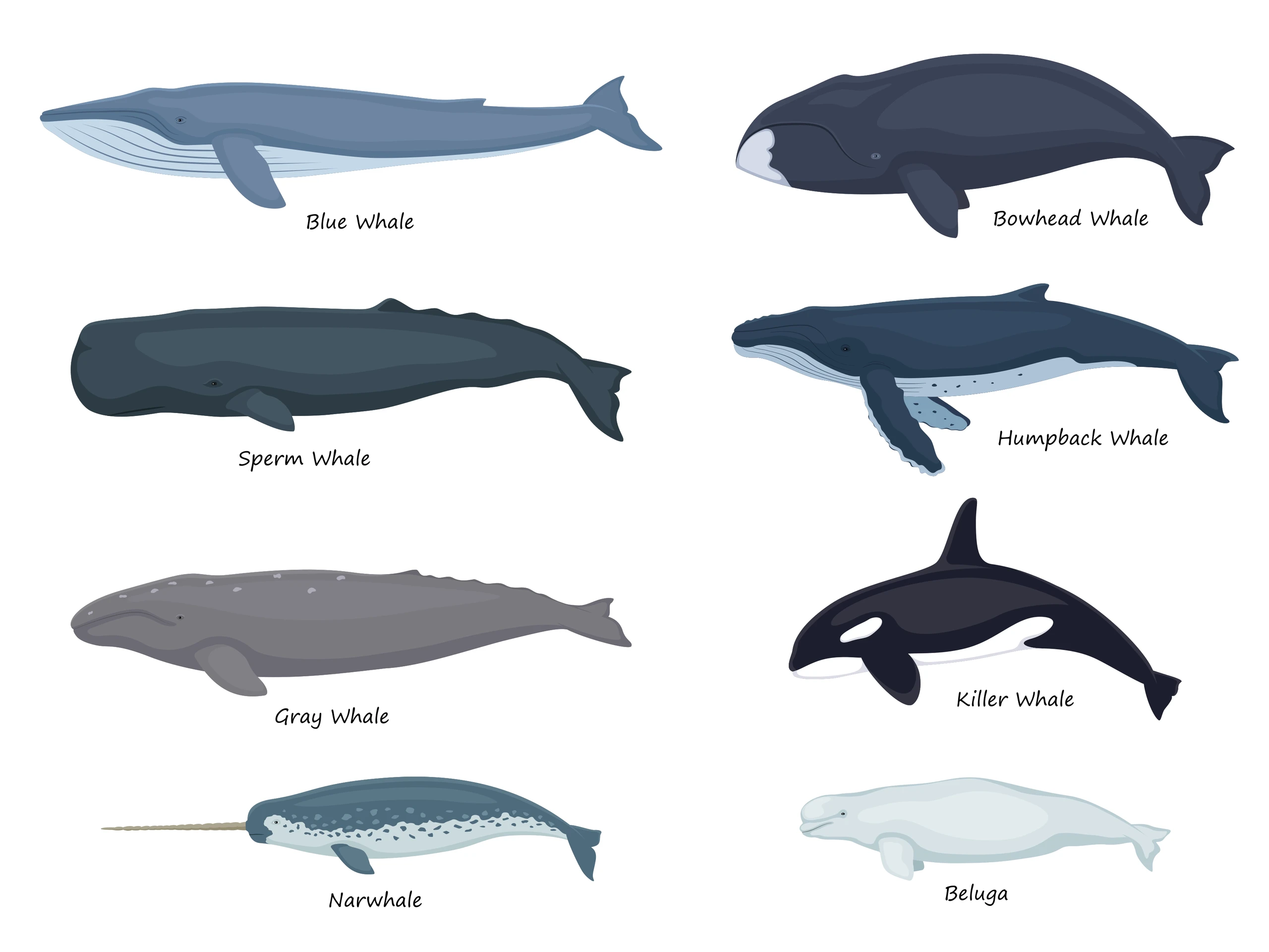 Whales Vocabulary | English-Mandarin Chinese Bilingual Visual Dictionary
